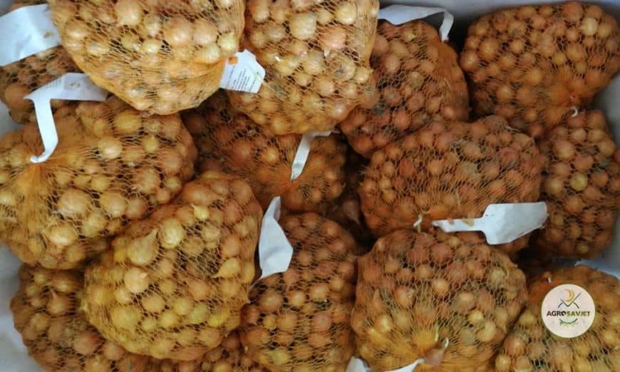 Arpadžik – Najbolje vrijeme za sadnju i način zaštite