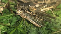 Za najveće gurmane - Tjestenina obogaćena proteinima insekata