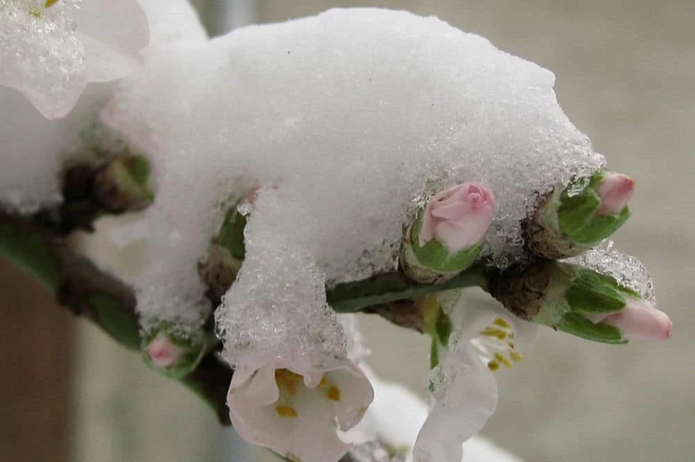 Šta raditi sa voćkama nakon otapanja snijega i mraznih dana?