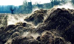 Stajnjak može biti izvor zagađenja poljoprivrednih proizvoda