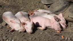 Uzgoj svinja na danski način – Od praseta do mesare