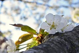 Zaštita višnje u fazi cvjetanja