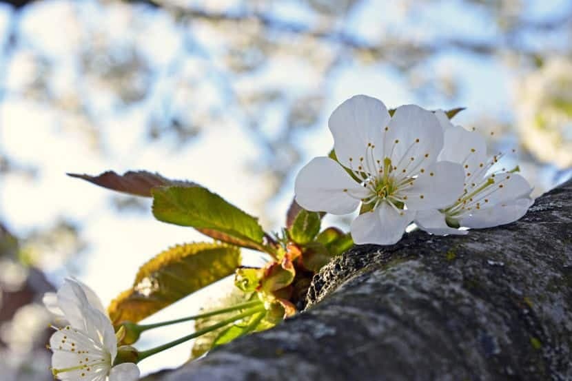 Zaštita višnje u fazi cvjetanja