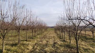 Zaštita voćaka prije zimskog sna
