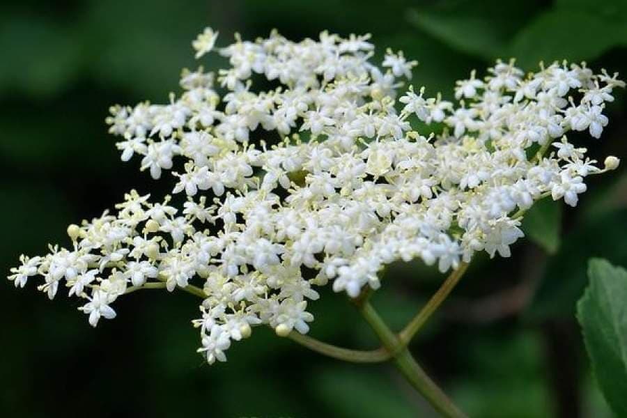 Za ovu biljku svi kažu da je ZAŠTITNICA SEOSKOG IMANJA - Evo kako se gaji ZOVA!
