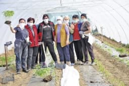 Semberci brinu kome će prodati povrće: I na njivu sa maskama