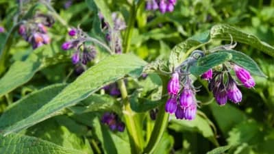 Kako da od GAVEZA napravite đubrivo i organski insekticid