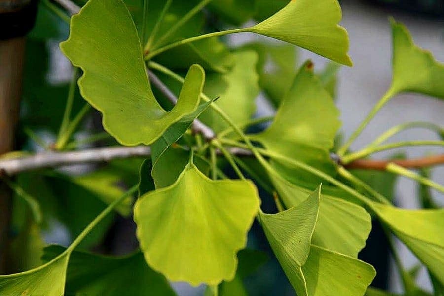 Kako rastvoriti tromb - Prirodna rješenja