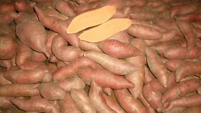 Uzgoj i sadnja batata iz presadnica