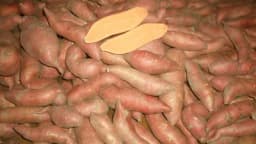 Uzgoj i sadnja batata iz presadnica