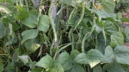 Njega usjeva boranije