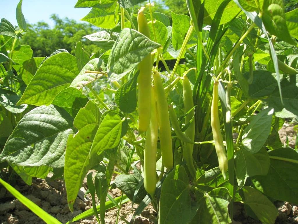 Kasna boranija: Savršen izbor za julsku sadnju