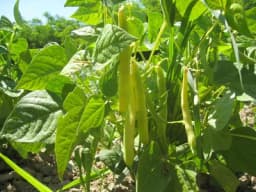 Kasna boranija: Savršen izbor za julsku sadnju