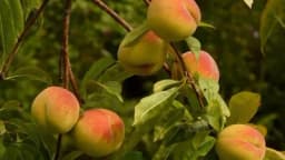 Sorte breskve i njihove karakteristike