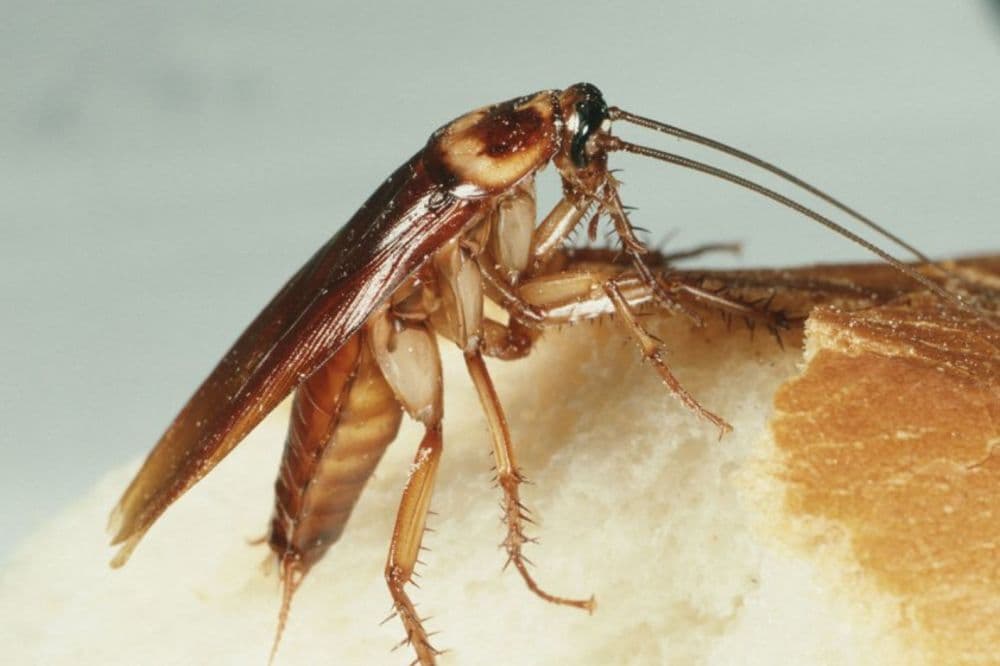 Stavite ovo u ćošak svog doma i sljedećeg jutra će sve bubašvabe biti mrtve!