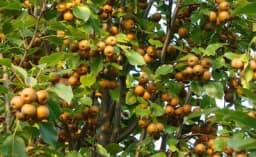 DIVLJA KRUŠKA - Pomaže u regulisanju nivoa šećera u krvi, štiti srce i krvne sudove