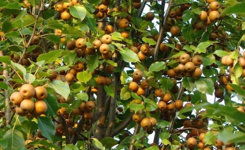 Divlja kruška otporna na mraz i sušu, a pomaže kod mnogih bolesti