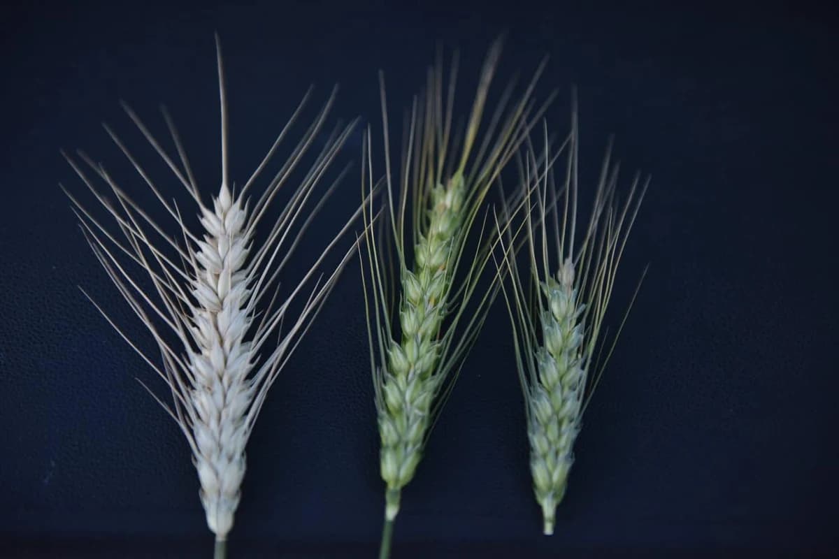 Zaštita strnih žita od fuzarioze