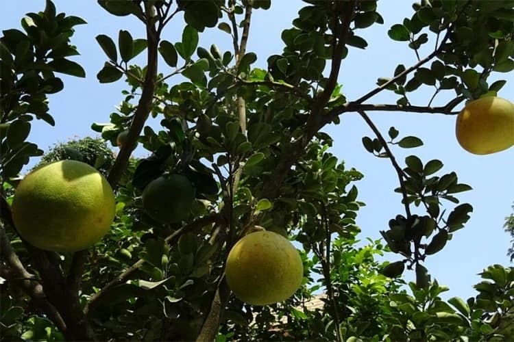 Zabranjen uvoz grejpfruta iz Turske