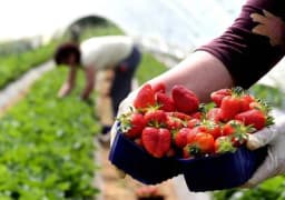 Više od 560 farmera iz sjeverozapadne Bosne proizvodi za evropske zemlje