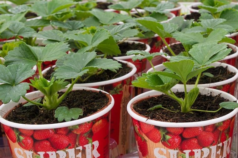 Sađenje u plastičnim čašama je aposlutni hit: Kako da uzgajite voće i povrće bez dinara i bez kapi hemije! /VIDEO/