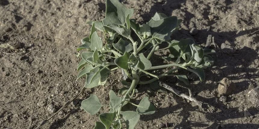 Pomoću korova odredite tip zemljišta