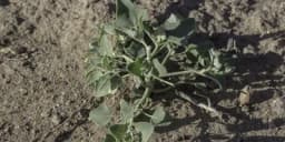 Pomoću korova odredite tip zemljišta