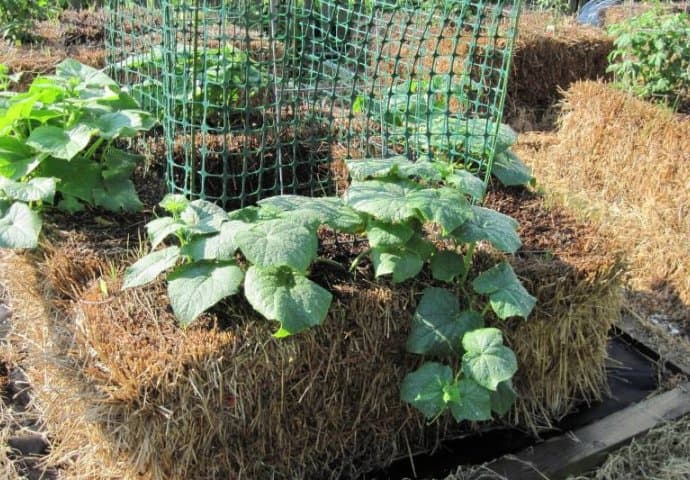 Uzgoj krastavaca na balama slame