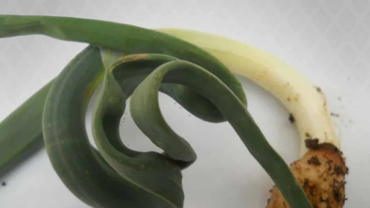 Suzbijanje lukove lisne buve