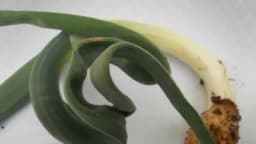 Suzbijanje lukove lisne buve