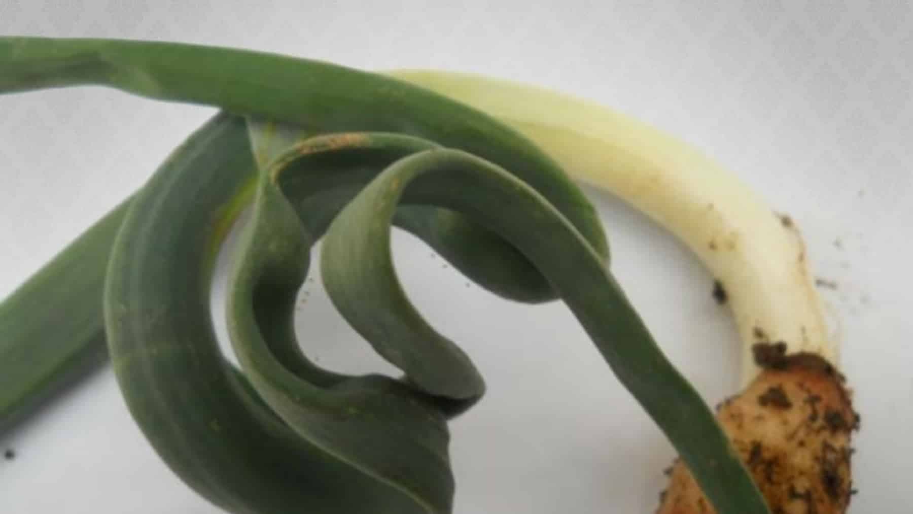 Suzbijanje lukove lisne buve