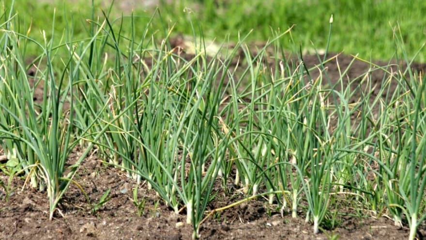 Žućenje listova luka: Uzrok i sprječavanje