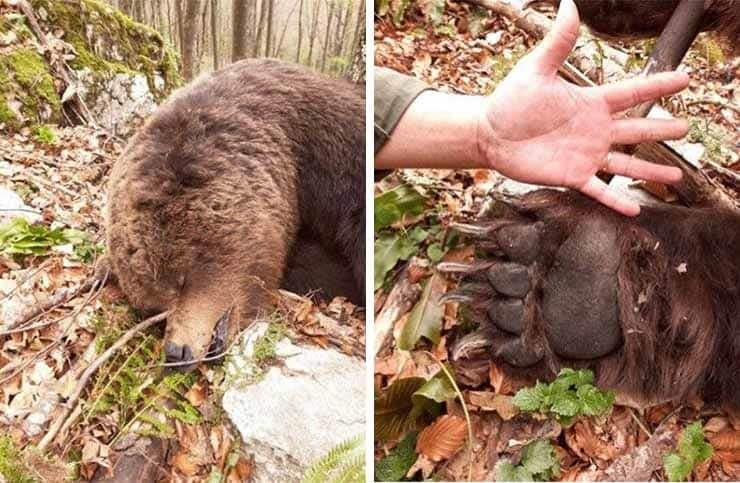 Krivolovci u BiH ubili medvjeda: Ranjen je bježao, ali nije izdržao