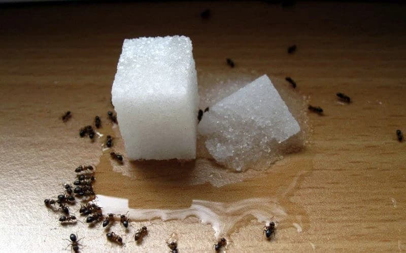 13 jednostavnih načina da zaštitite svoj dom od najezde mrava