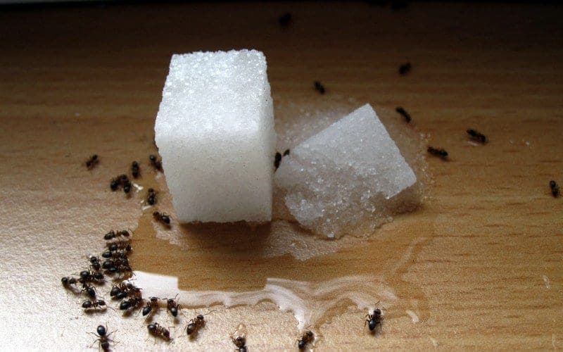 13 jednostavnih načina da zaštitite svoj dom od najezde mrava