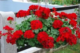 Muškatle cvjetaju bez prestanka uz jednu kap ovog elementa!