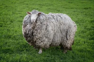 Nakon sedam godina merino ovca Prikls vratila se kući?