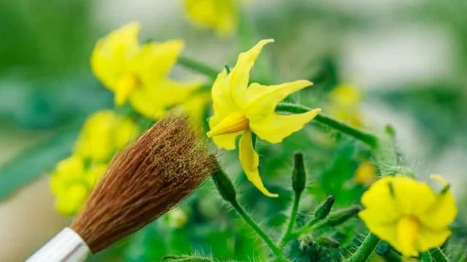 Ručno oprašivanje paradajza: Da svaki cvijet postane plod!