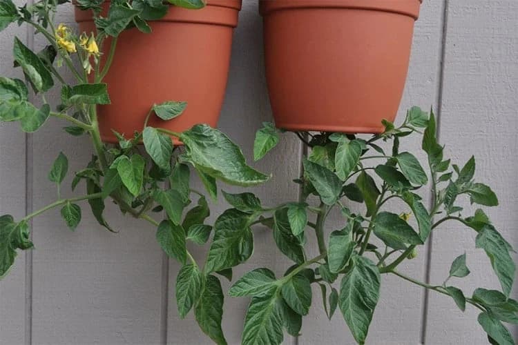 Kako uzgajati paradajz naopako /VIDEO/