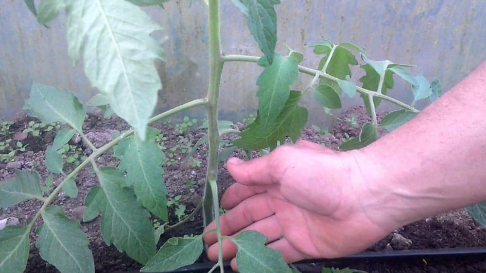 Ovako uklanjajte donje listove paradajza i imaćete veći urod