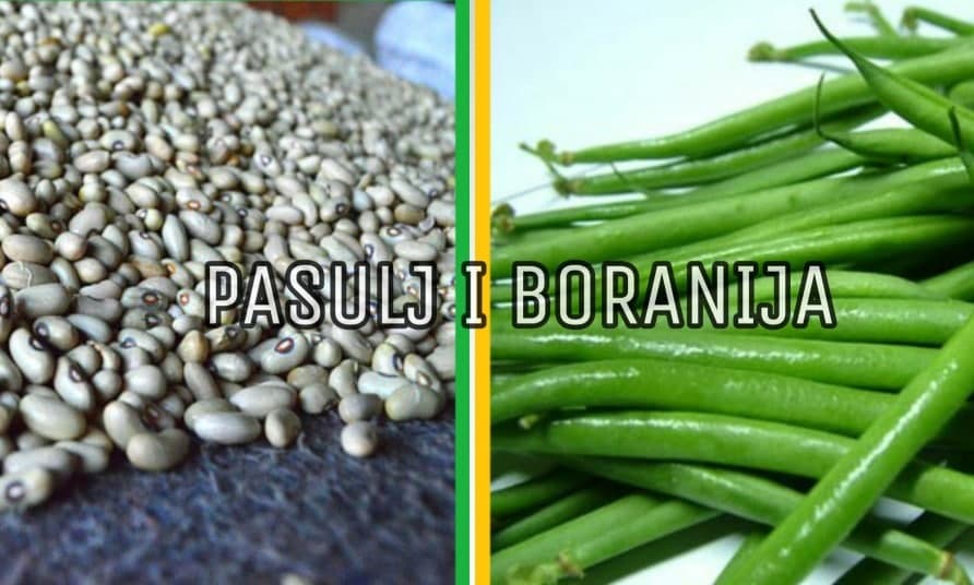 Razlika između pasulja i boranije