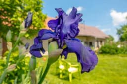 PERUNIKA - Da li znate koja ljekovita svojstva ima ova biljka? /RECEPTI/