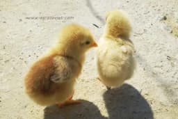 Pravilan način gajenja i ishrane pilića - Uspjeh zagarantovan!