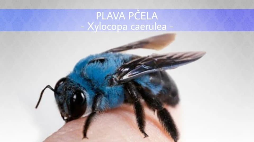 Plava pčela