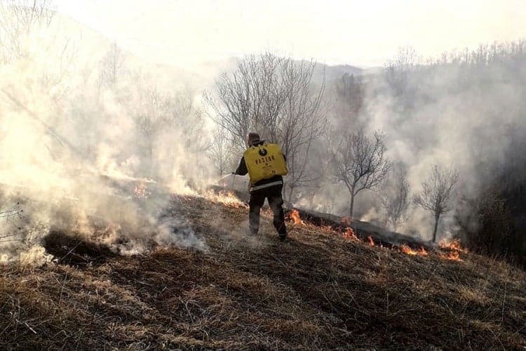 Gorio šljivik u Milićima