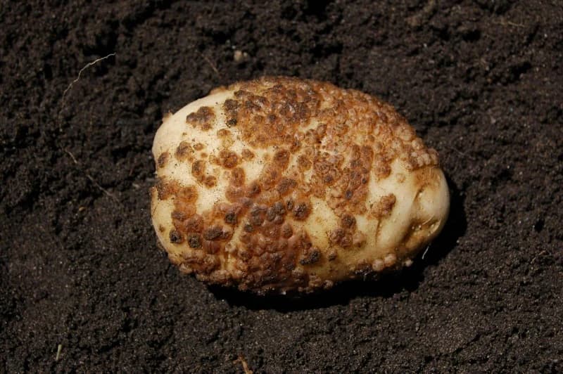 Prašna krastavost krompira - štetnost i suzbijanje