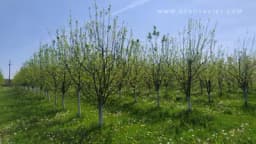 Kako zaštititi šljivu od mraza?