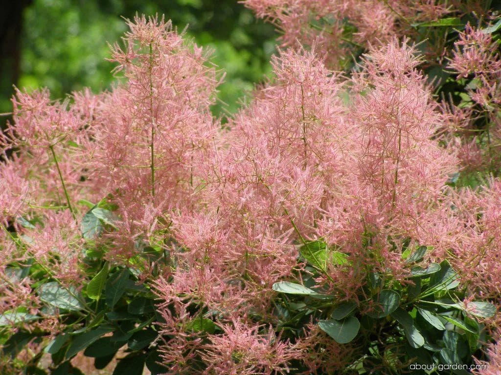 RUJ: Spas za urinarne i bubrežne bolesti