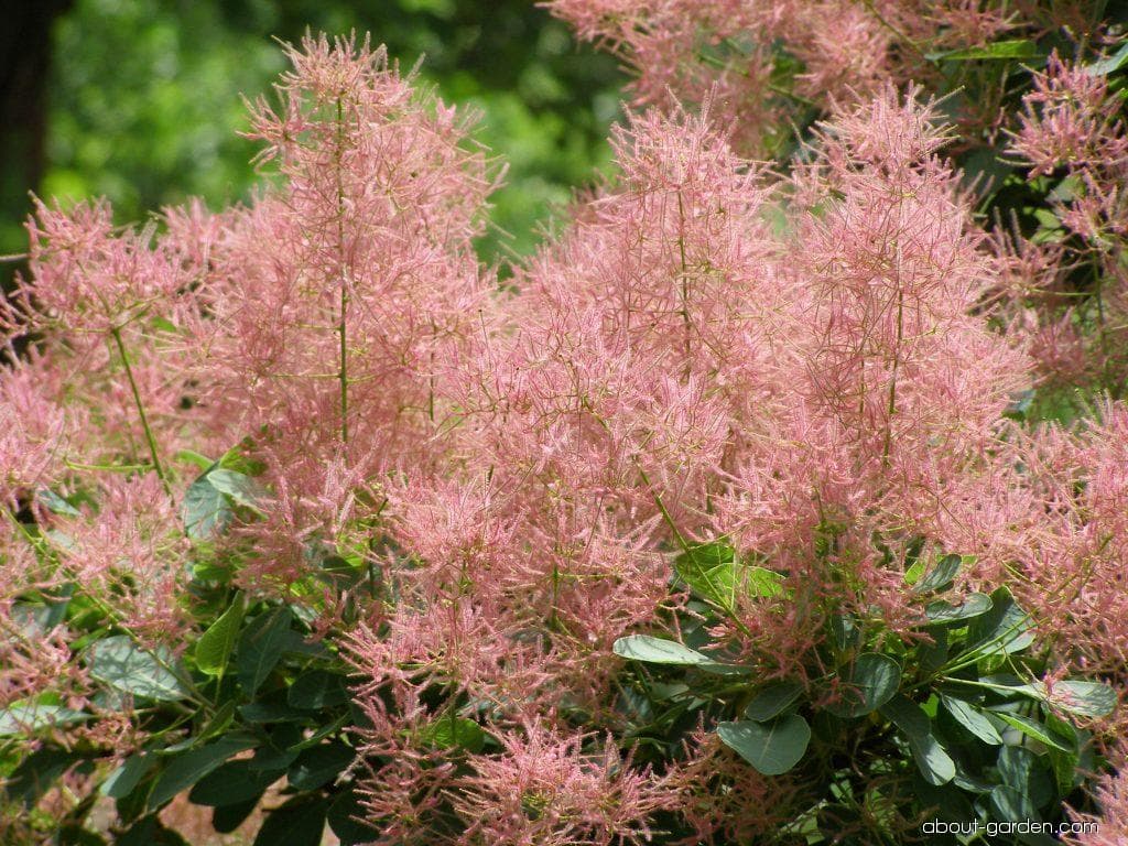 RUJ: Spas za urinarne i bubrežne bolesti