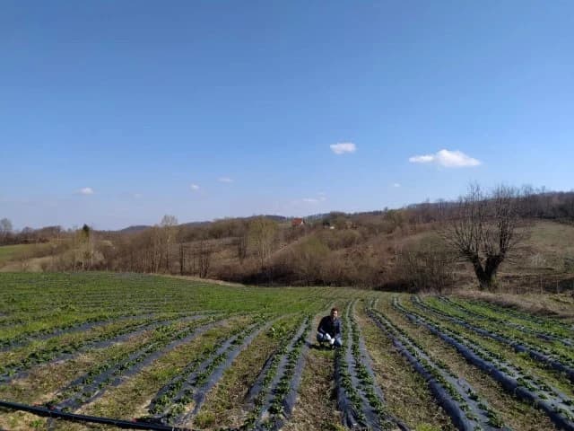 Najneobičnije seosko imanje: Gradska petorka se uspješno bavi poljoprivredom